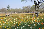 Showa Memorial Park