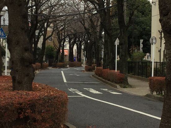 Kameari Sakura Street