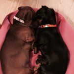 Chigasaki Kabune Uenohirokojiten