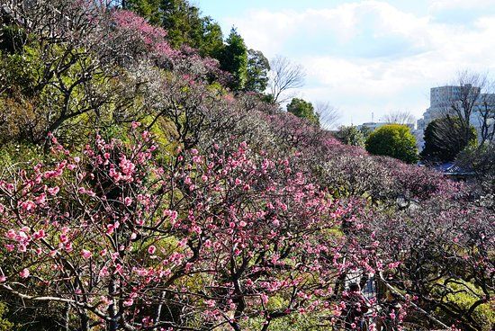 Ikegami Baien Plum Tree Garden