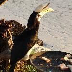 Kuroge Wagyu Yakiniku Kessaku Shin Koiwa